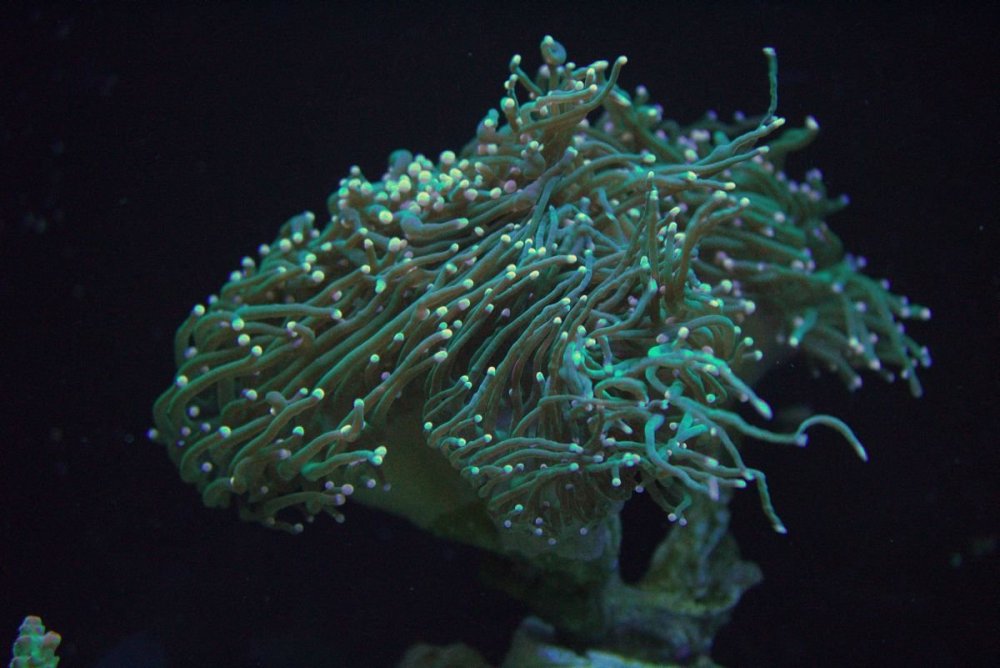 euphylia.thumb.jpg.8120014435abbc16a8e593ed5d367f33.jpg