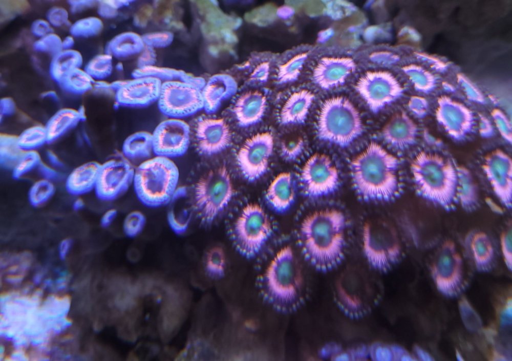 zoa2.thumb.jpg.75433ad41cc37f318e0dd0038fc67fce.jpg