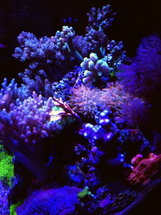 quadri vs monti 2.jpg