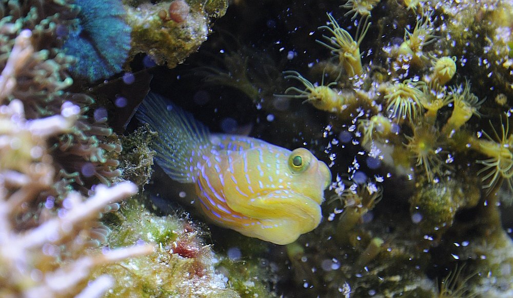 Cryptocentus cyanotaenia