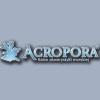 Acropora